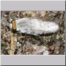 Acrosathe annulata - Stilettfliege m03.jpg